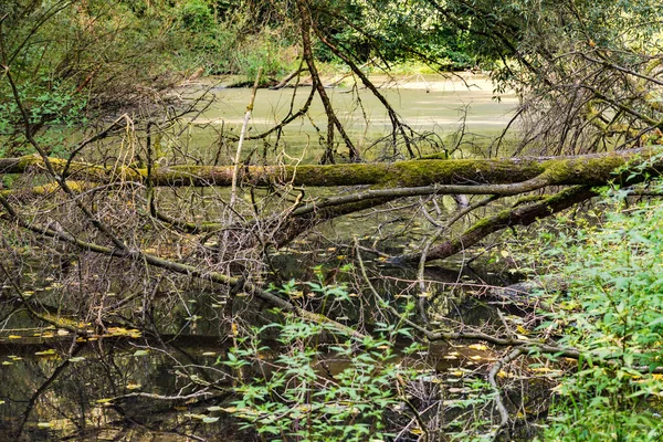 Albero Morto Biotopo Forestale Verde Protetto Nel Cuore Dell Europa — Foto Stock