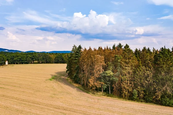 Madártávlat Erdők Pusztulásáról Egy Európai Tűlevelű Erdőben — Stock Fotó