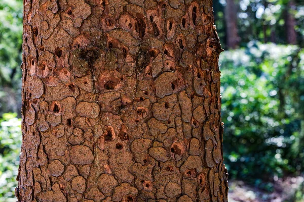 ドイツの森の中で樹皮のカブトムシによる昆虫の侵入で死んだ木 — ストック写真