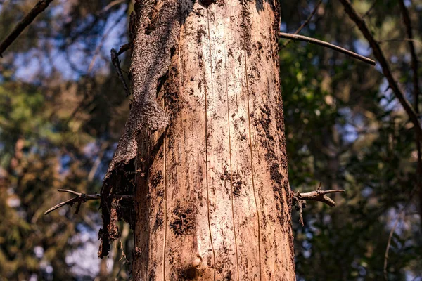 Egy Halott Fenyőfa Egy Vegyes Erdőben Forró Nyár Után Németországban — Stock Fotó