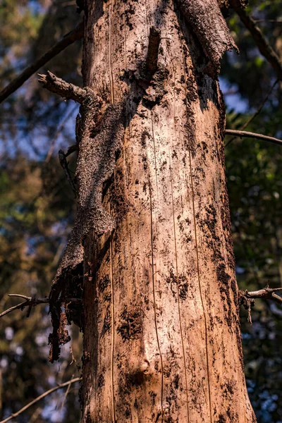 ドイツの松の例による干ばつや昆虫の侵入による森林死 — ストック写真