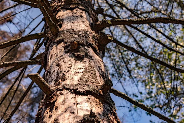 ドイツのスプルースの森で樹皮なしで死んだ松 — ストック写真