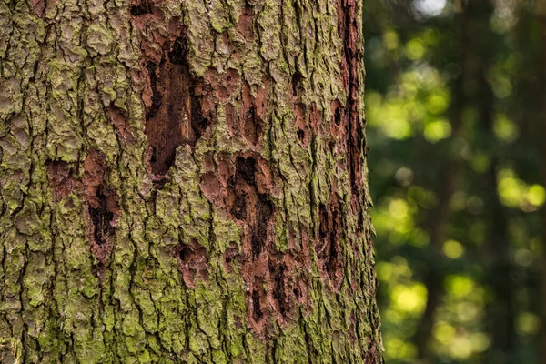 ヨーロッパの森林では 樹皮の甲虫が森林死を起こしています — ストック写真