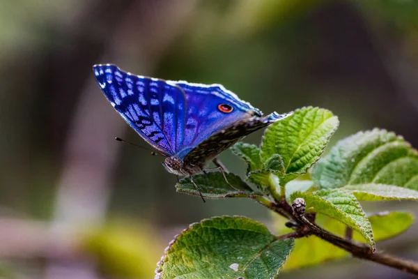 Mariposa Una Las Exóticas Mariposas Nobles Azules Tiene Una Envergadura — Foto de Stock