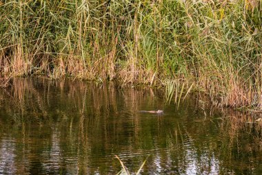 Korunmuş bir orman bölgesinde, bol ot ve bataklık arazisi olan bir su kütlesindeki kunduz benzeri bir ceviz.