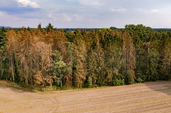 Almanya 'da ağaçların öldüğü bir orman.