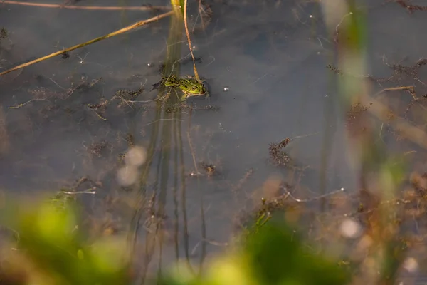 Зеленая Полосатая Лягушка Лежит Неглубоком Пруду Ждет Насекомых — стоковое фото