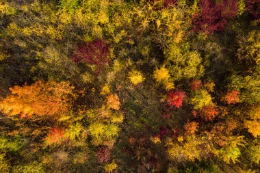 Genç ve renkli ağaçlara sahip yaprak döken orman toprak bir yol ile birkaç tarladan ayrılır ve yukarıdan bir dron ile kaydedilir.