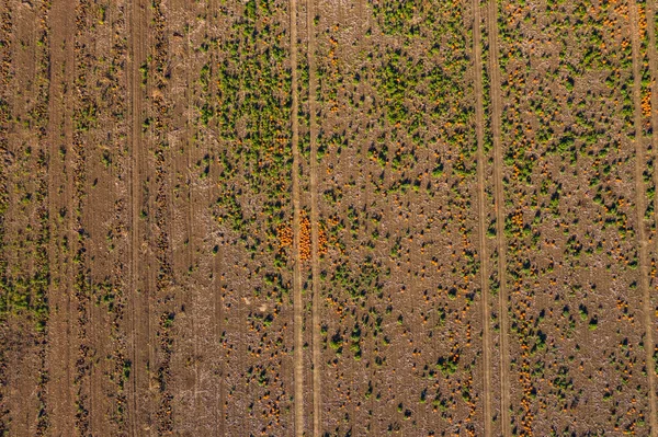 Tiro Panorâmico Campo Abóbora Com Hokkaidos Sol Alto Cima — Fotografia de Stock