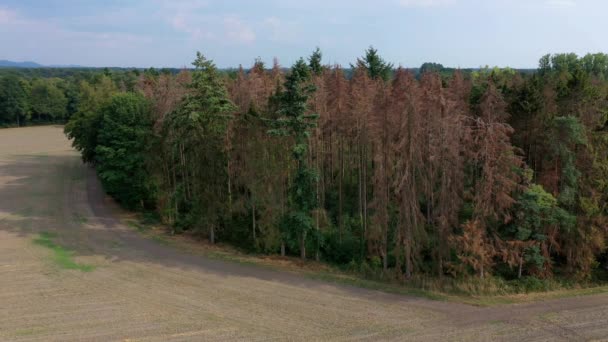 Besouro Casca Mudança Climática Com Secas Matam Floresta Europeia Vista — Vídeo de Stock