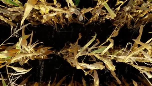 독일의 옥수수 밭에서 옥수수 줄기가 확대되는 드론으로 — 비디오