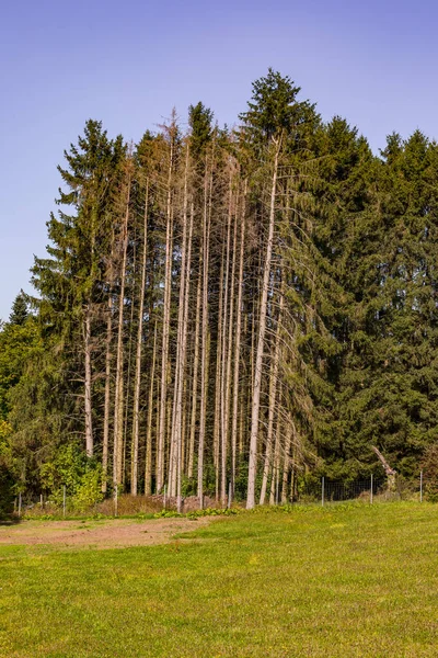 Un trozo de bosque en un prado tiene algunos árboles enfermos — Foto de Stock
