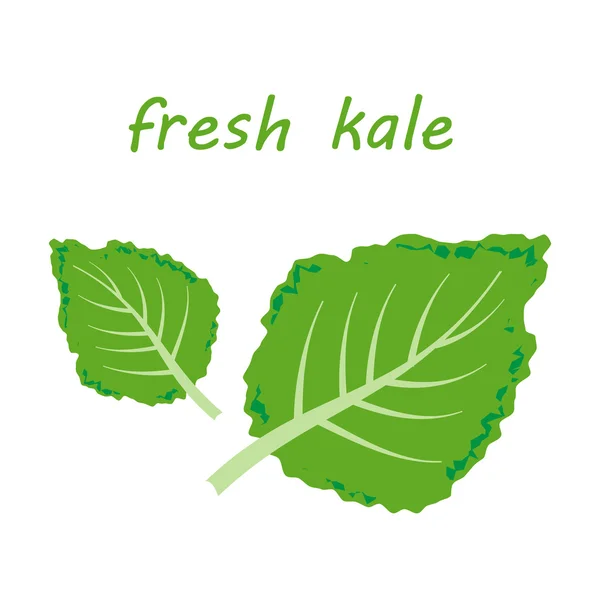 Fresh kale vector illustration — Stock Vector