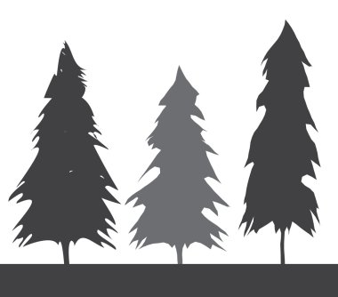 Pacific northwest eski büyüme yaprak dökmeyen ağaç
