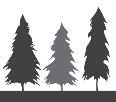Pacific northwest old growth evergreen tree clipart