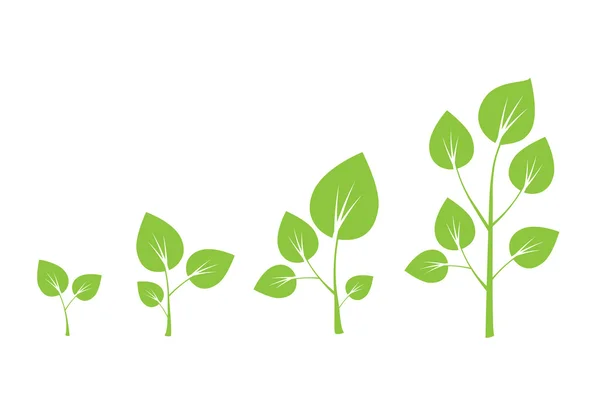 Árbol crecimiento vector diagrama. Crecimiento del árbol verde — Vector de stock
