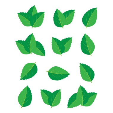 Nane yeşili çizim seti. Nane logo vektörü