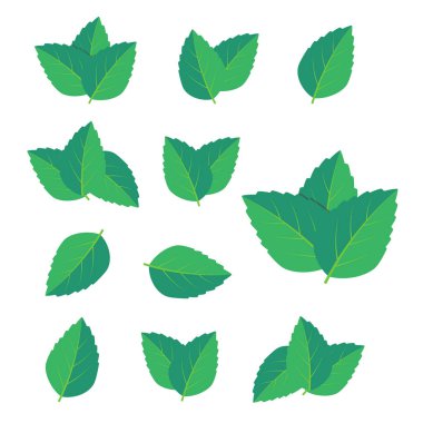 Nane yeşili çizim seti. Nane logo vektörü