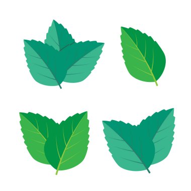 Nane yeşili çizim seti. Nane logo vektörü
