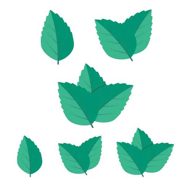 Miętowy Zielony Wektor Ilustracji Zestaw Wektor Logo Mennicy — Wektor stockowy