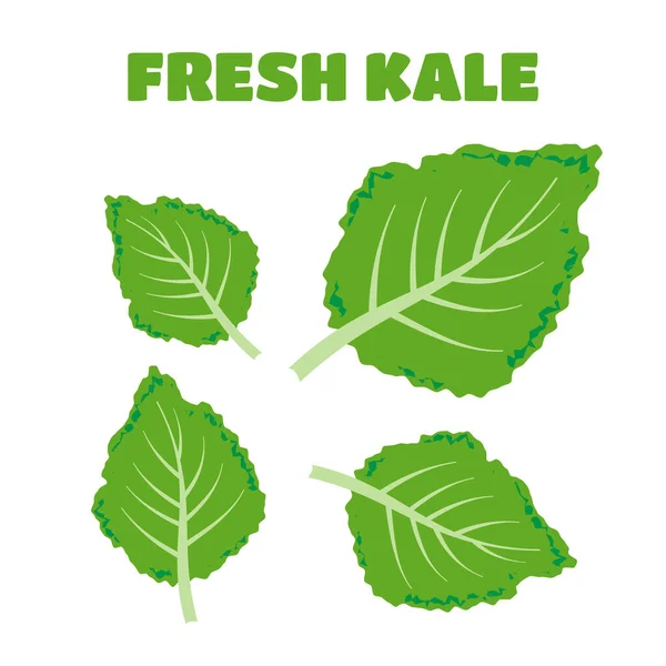 Fresh Kale Vector Illustration — Stock Vector