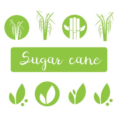 Şeker kamışı vektör illüstrasyon tasarımı çizimi