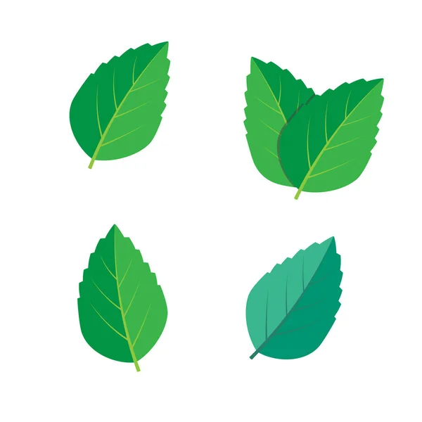 Conjunto de ilustración vectorial verde menta. Vector verde menta — Vector de stock