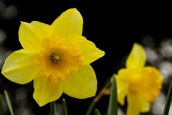 Bellissimo Narciso Sfondo Naturale Nero Sfocato — Foto Stock