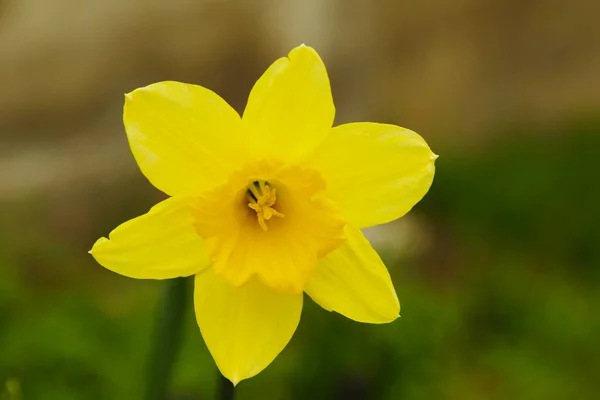 Narciso Fortuna Sfondo Naturale Sfocato — Foto Stock