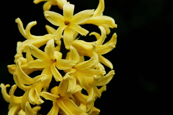 Hyacinthus Jaune Sur Fond Noir — Photo