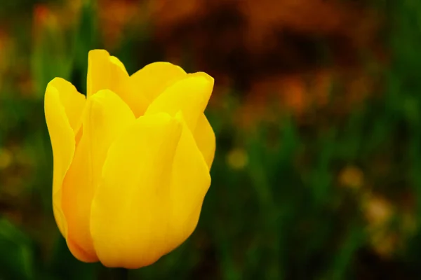 Tulipe Jaune Sur Fond Vert Flou — Photo