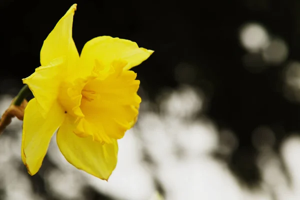 Bellissimo Narciso Sfondo Nero Sfocato — Foto Stock