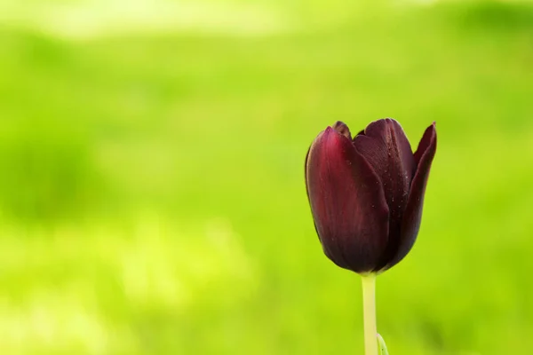 Tulipán Púrpura Sobre Fondo Verde Natural — Foto de Stock