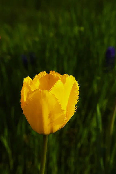 Yellow Tulip Green Natural Background — Stock Photo, Image