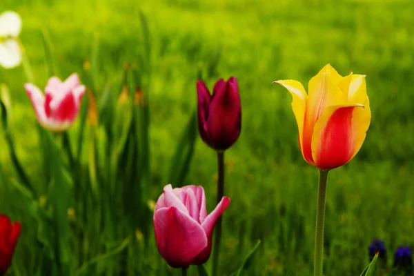 Campo Bellissimi Tulipani Colorati — Foto Stock