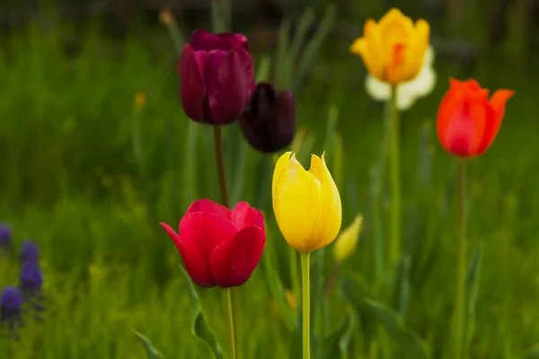 Campo Bellissimi Tulipani Colorati — Foto Stock