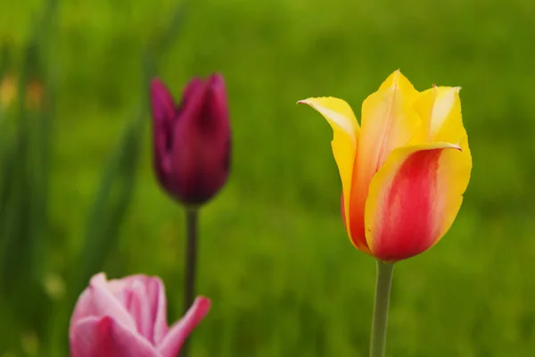Campo Bellissimi Tulipani Colorati — Foto Stock