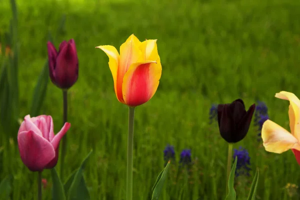 Campo Bellissimi Tulipani Colorati — Foto Stock