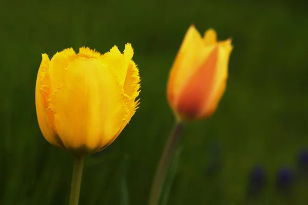 Tulipe Jaune Sur Fond Naturel Vert — Photo