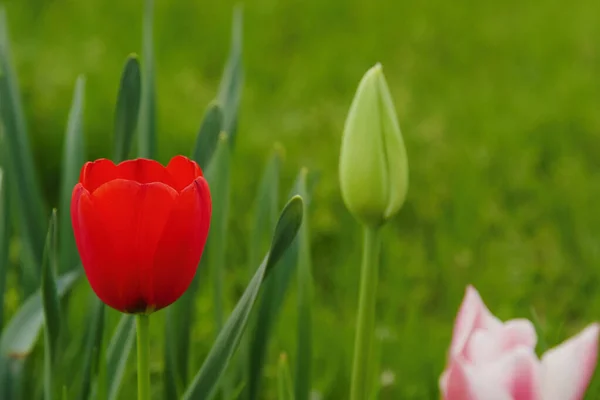 Tulipano Rosso Sfondo Verde Naturale — Foto Stock