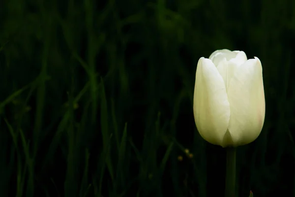 Weiße Tulpe Auf Dunkelgrünem Hintergrund — Stockfoto