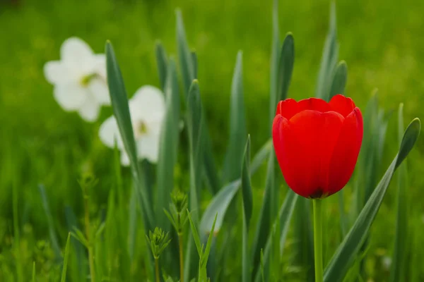 Tulipano Rosso Sfondo Verde Naturale — Foto Stock