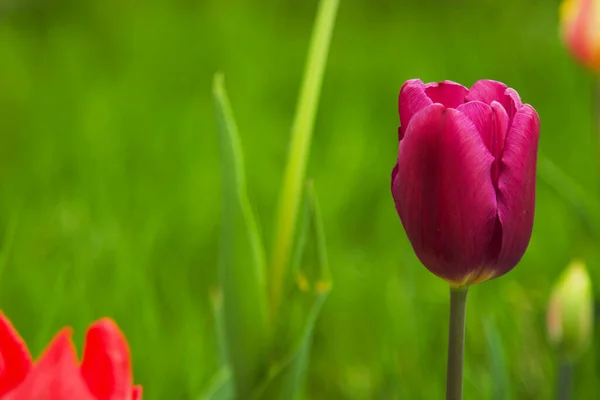 Campo Bellissimi Tulipani Colorati — Foto Stock