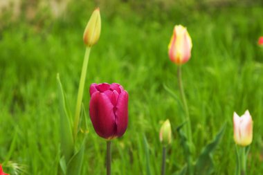 Güzel renkli lalelerin tarlası