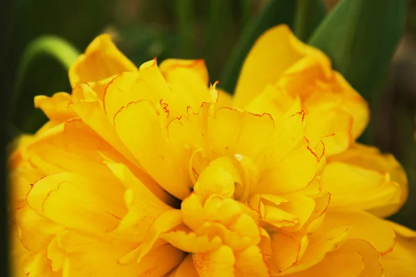 Gros Plan Tulipe Jaune — Photo