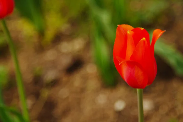 Tulipano Rosso Sfondo Verde Naturale — Foto Stock