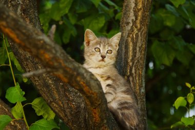 Cute baby cat on a tree