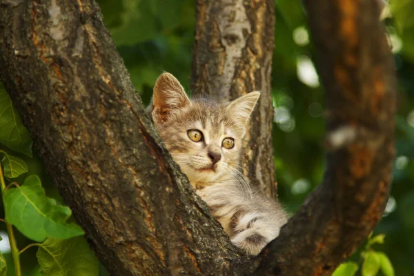 Lindo Bebé Gato Árbol —  Fotos de Stock