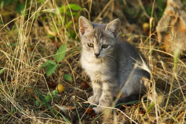 Симпатична Кішка Саду — стокове фото