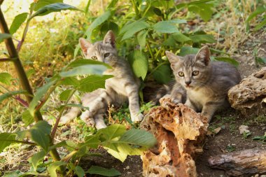 Cute baby cats in the garden